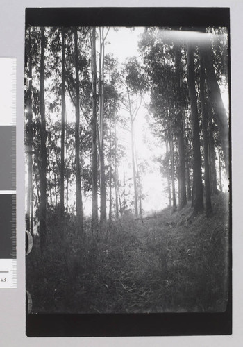 Jack London Ranch, eucalyptus trees