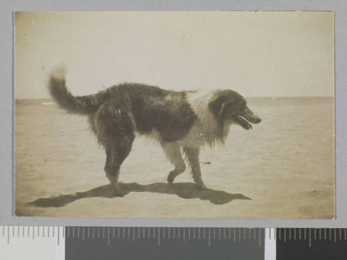 Dog on beach