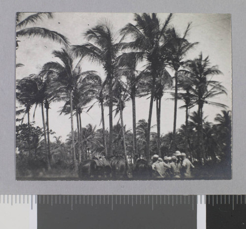 Hawaii, palms