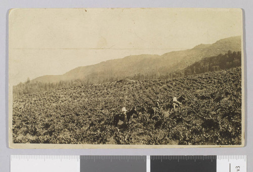 Jack London Ranch, vineyards