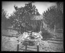 Cat seated on wooden chair, on outdoor lawn