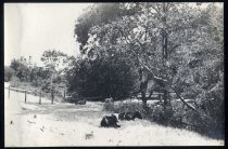 New Almaden Upper Bridge, 1918