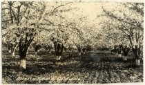 "Blossom Time in California"