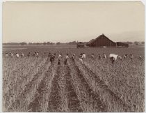 Onion seed pickers