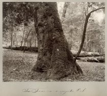 "Tree Ferns on a Majestic Oak"