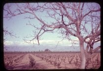 "Vineyard - Branham Rd Spring 1950"