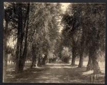 "Avenue near San Jose"