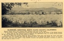 Blossom, Saratoga, Santa County, California