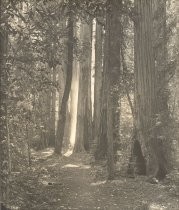 "Forest Aisle"