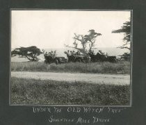 Under the Old Witch Tree, Seventeen Mile Drive