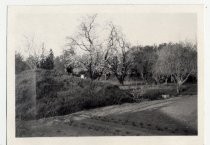 "Family orchard back of house"