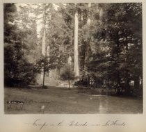 "Camps in the Redwoods, near La Honda"