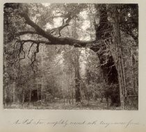 "An Oak Tree Completely Covered with Tiny Moss Ferns"