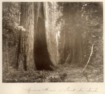 "Spacious Homes in Giant Tree Trunks"