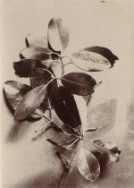 Magnolia leaves still life