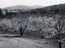 Orchard near Saratoga, 1946