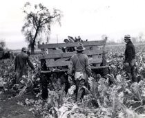 Harvesting cauliflower