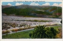 5135:--Foothills in Bloom near San Jose, California