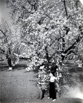 Fruit Trees, 1942