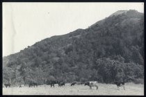 Cows in pasture, 1918