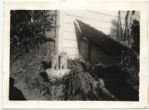 Two kittens next to Bernal-Mendoza cellar, Bird Avenue