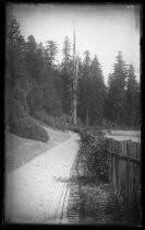 Forked redwood, Jackson Valley, Mendicino County