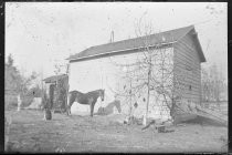 Horse, dog, and shed