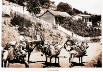 "Wood Packers. Burros Loaded with Firewood in Front of Miners' Cabins, New Almaden"