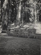 Four Deer At A Rail, Big Basin State Park, California