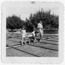 "Life at the orchard - drying apricots 1951"