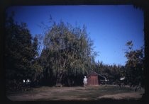 "Ross in front of barn, 1329 Willow Street, Fall 1942"