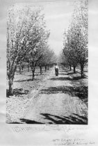 Wm. Geiger's Orchard, Willow Street & Cherry Avenue