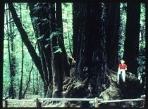 Big Tree, Santa Cruz Mountains