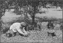 Boy picking prunes