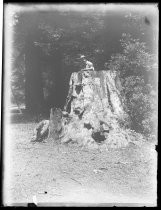 Child seated on large redwood stump