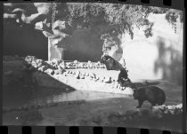 Bear enclosure at San Diego Zoo