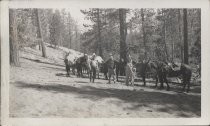 Three men with horses, in the woods, holding rifles