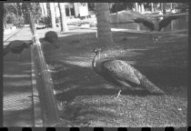 Peacock at San Diego Zoo