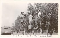 Three men on orchard ladders picking pears