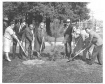 Municipal Rose Garden tree planting