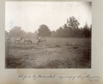 "Elk for the Big Basin Park..."