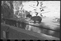 Sloth bear enclosure at San Diego Zoo