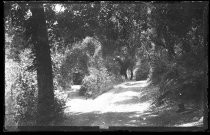 Path through the forest on a sunny day