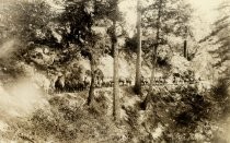 Pack Train, Big Basin Park