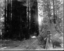 Woman posing next to redwoods stump, c. 1912