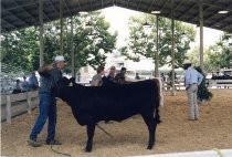 Steer judging, Santa Clara County Fair, c. 1999