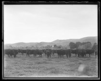 Herd of black cattle