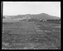 Apricots drying in field