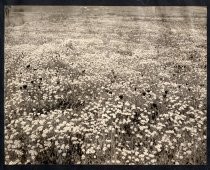 "California Wild flowers in the Santa Clara Valley near line of the S.J. & L. G. I. R.R."