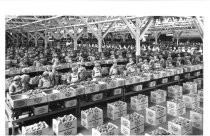 Women Pitting Peaches at Del Monte